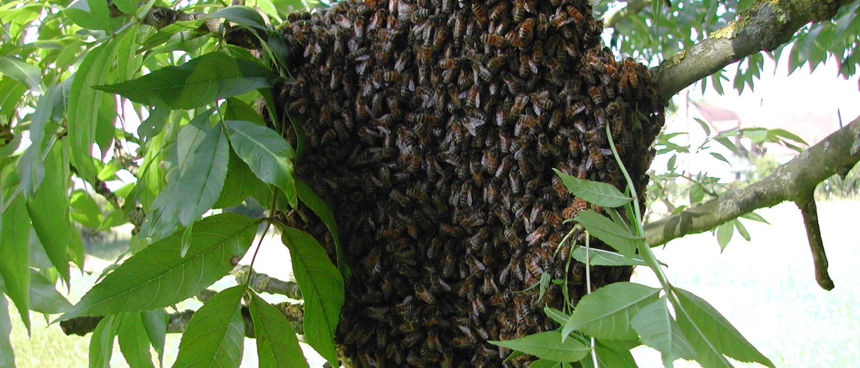 Swarm on Branch