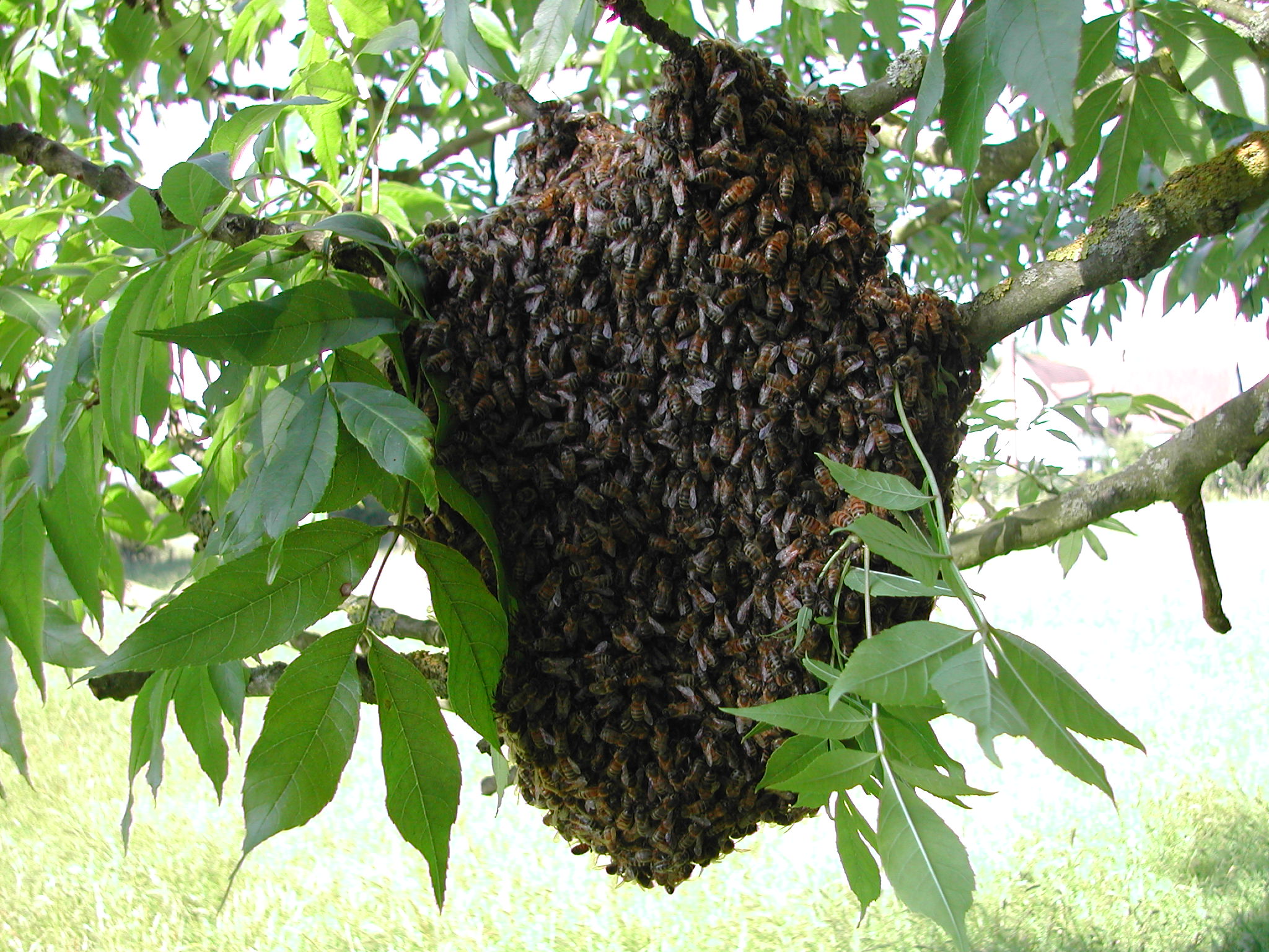 Swarms - Sevenoaks and Tunbridge Wells Beekeepers