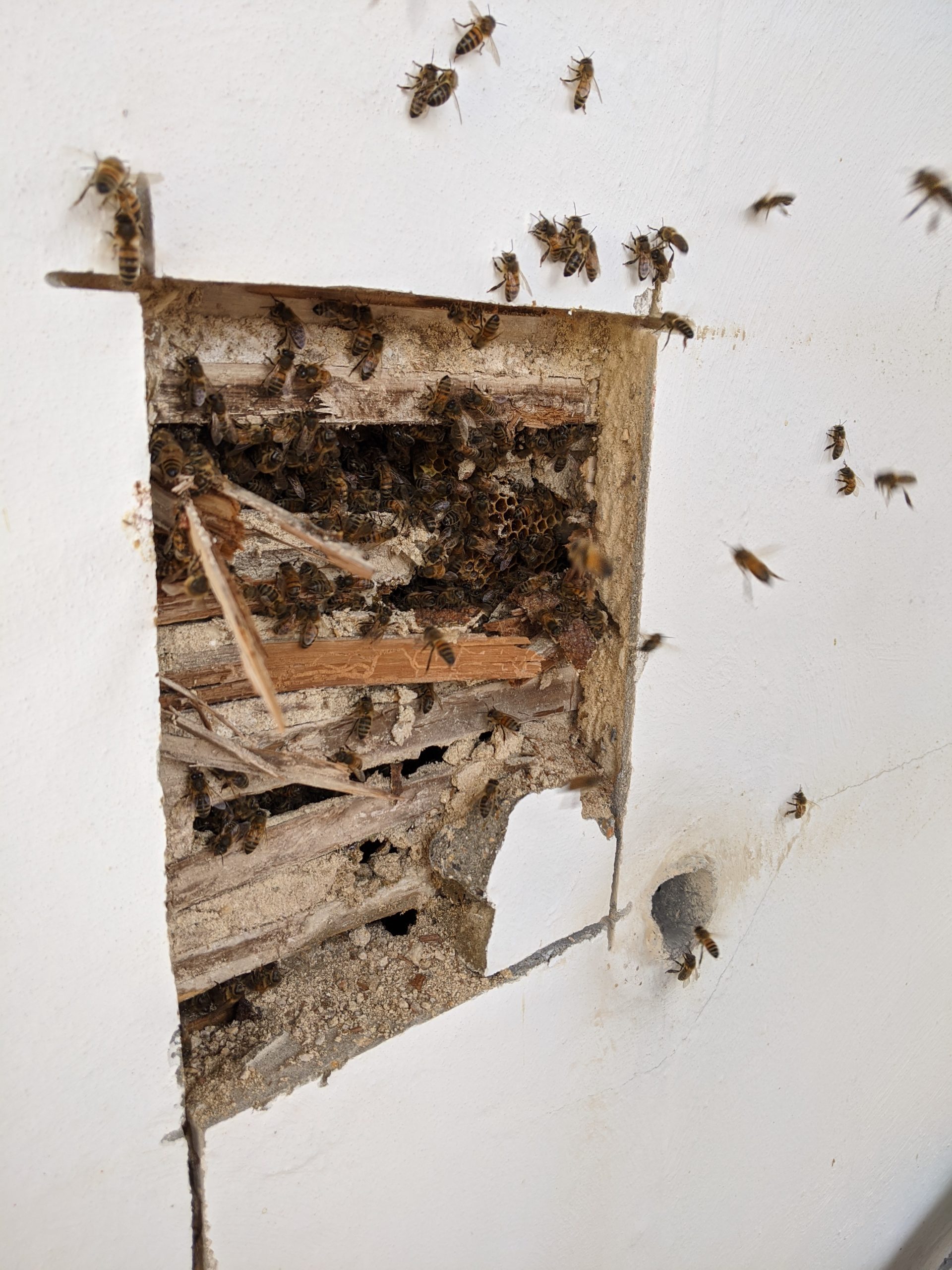 Bees in Buildings - Sevenoaks and Tunbridge Wells Beekeepers